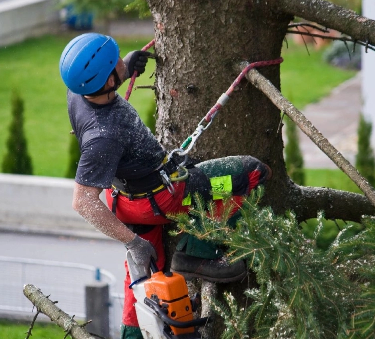 A man in blue helmet and red shirt working on tree.