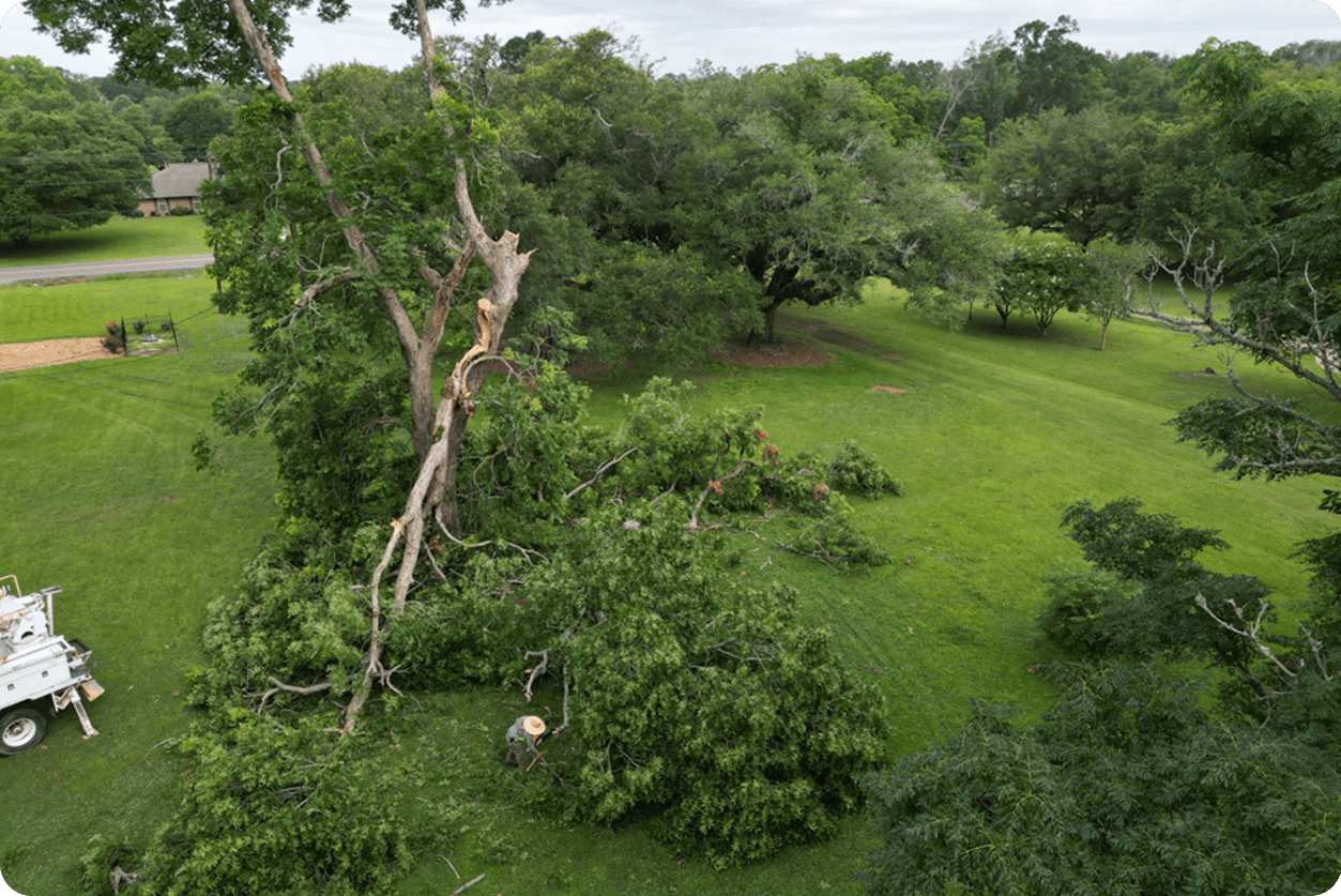 Storm damaged pecan tree removal and debris cleanup by HLA Lawn Services near me in Marksville LA