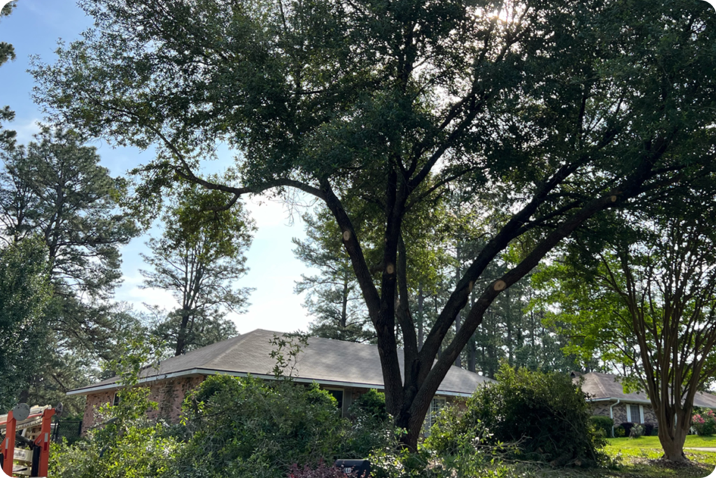 Oak Tree Trimming Alexandria