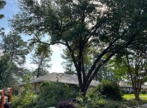 Tree cutting in Alexandria area tree debris cleanup hauling and disposal