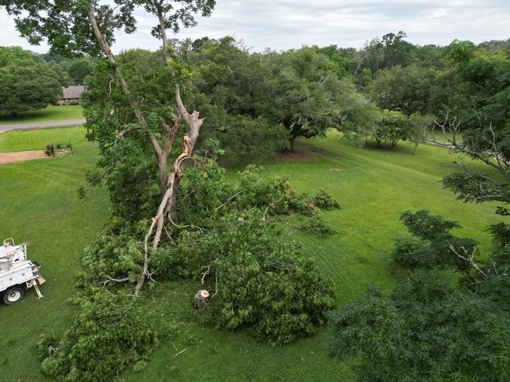 Lawn & Property Maintenance, Tree Removal