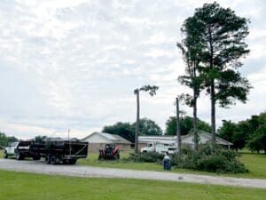 Cutting-Down-Tall-Pine-Tree-Near-Hessmer-House