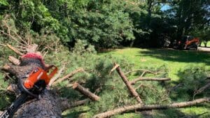 Pine Tree Cutting Hurricane Storm Damage Prevention Hessmer