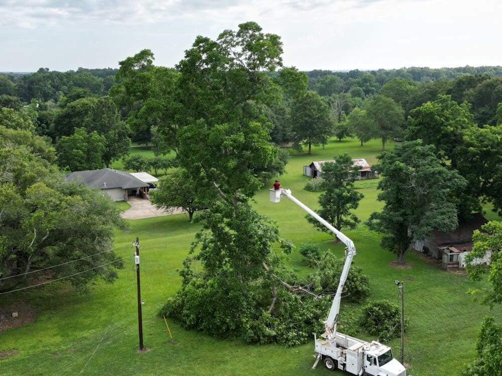 Pecan tree removal by Louisiana Arborist near Marksville HLA Lawn Services