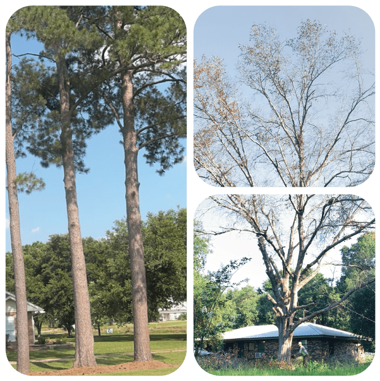 Dry Dead Tree Removal Service