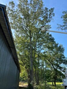 Hazardous Tree Leaning Over Building, Tree Removal HLA Lawn Services