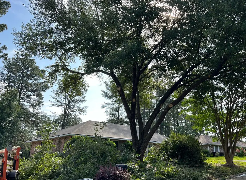 Oak Tree, Trimming, house roof, alexandria, CenLa, cuttin up, tree service, 318 Treeman