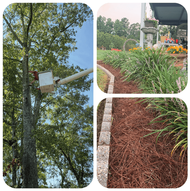 Pine Needle Mulch for Flower Beds and Landscaping also providing tree cutting with clean up hauling off debris