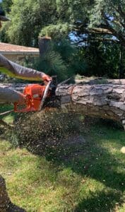 Pine Tree Cut, branches & limbs, debris haul off and disposal