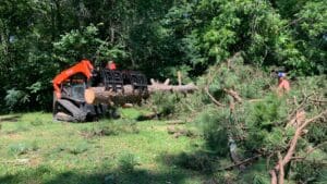 cut large Pine Tree Debris Clean Up Haul away and Dispose of