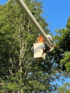 Removing hazardous tree from commercial business property