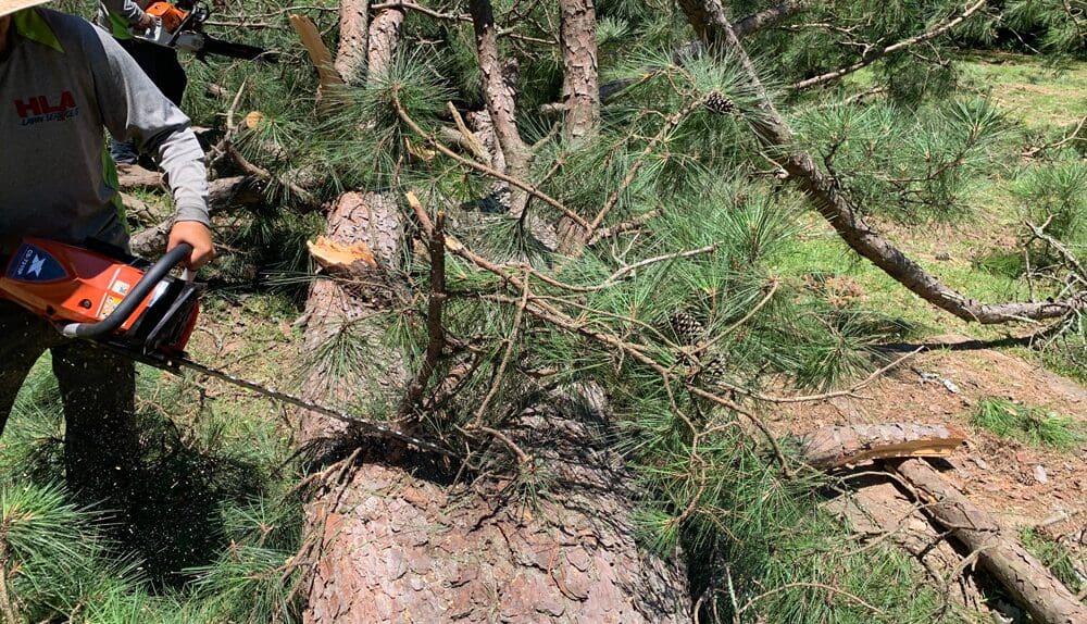 Pine Tree Removal Hurricane Prevention near me in Alexandria Pineville area