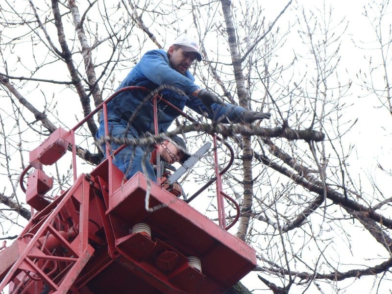 A man on a cherry picker working in the tree.