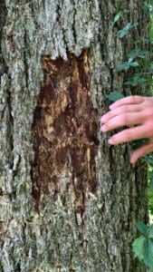 Louisiana Pecan Tree With Insect Damage Alexandria Near Pineville