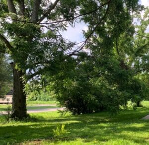 Neglected Rotting Pecan Tree Alexandria Near Pineville