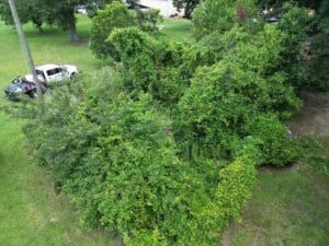 Overgrown Area HLA Lawn Services Contracted to Clear Trees from Property