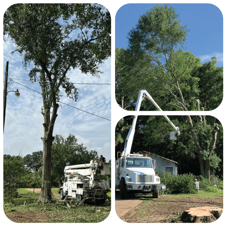 Tree Care Company Near Mansura Louisiana