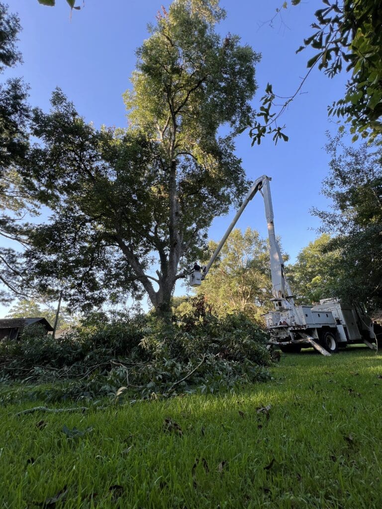 Tree Trimming, Removal, Cleanup, Tree Service Company, Lamourie LA