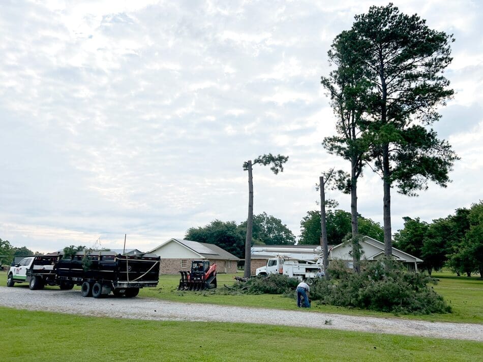 Cutting Down tree,Tall Pine Tree, Near me in Hessmer, 318treeman, cuttin up tree