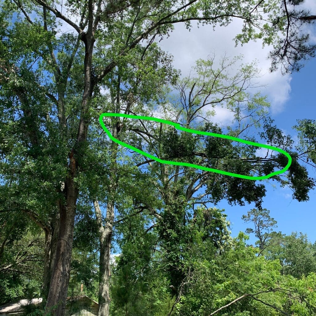 Hazardous "widow-maker" tree limb suspended in the canopy after a Central Louisiana storm—expert removal by HLA Tree Service