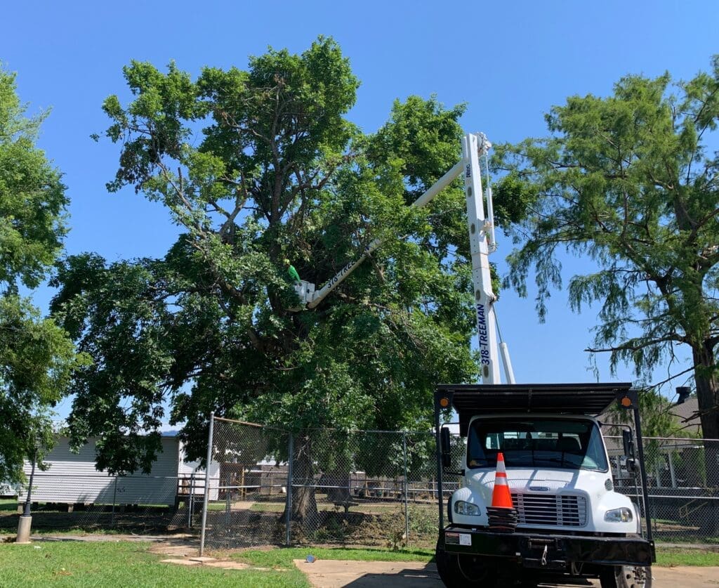 HLA Tree Service technician performing technical rigging to remove split and cracked hazardous tree limbs high in the canopy in Alexandria, LA – 318-TREEMAN.