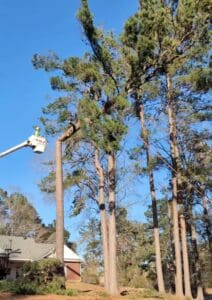 Ice damaged pine trees removed near West Monroe Calhoun Louisiana by HLA Tree Services licensed insured arborist winter storm structural tree damage wind hazard CenLA