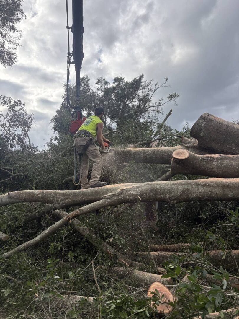 HLA arborist cutting a fallen oak limb with a crane grapple above in Pensacola