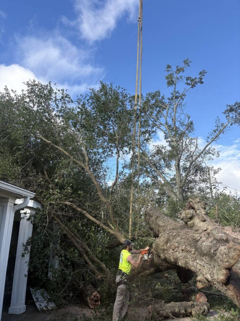 HLA arborist cutting a massive fallen oak beside a house with crane straps overhead