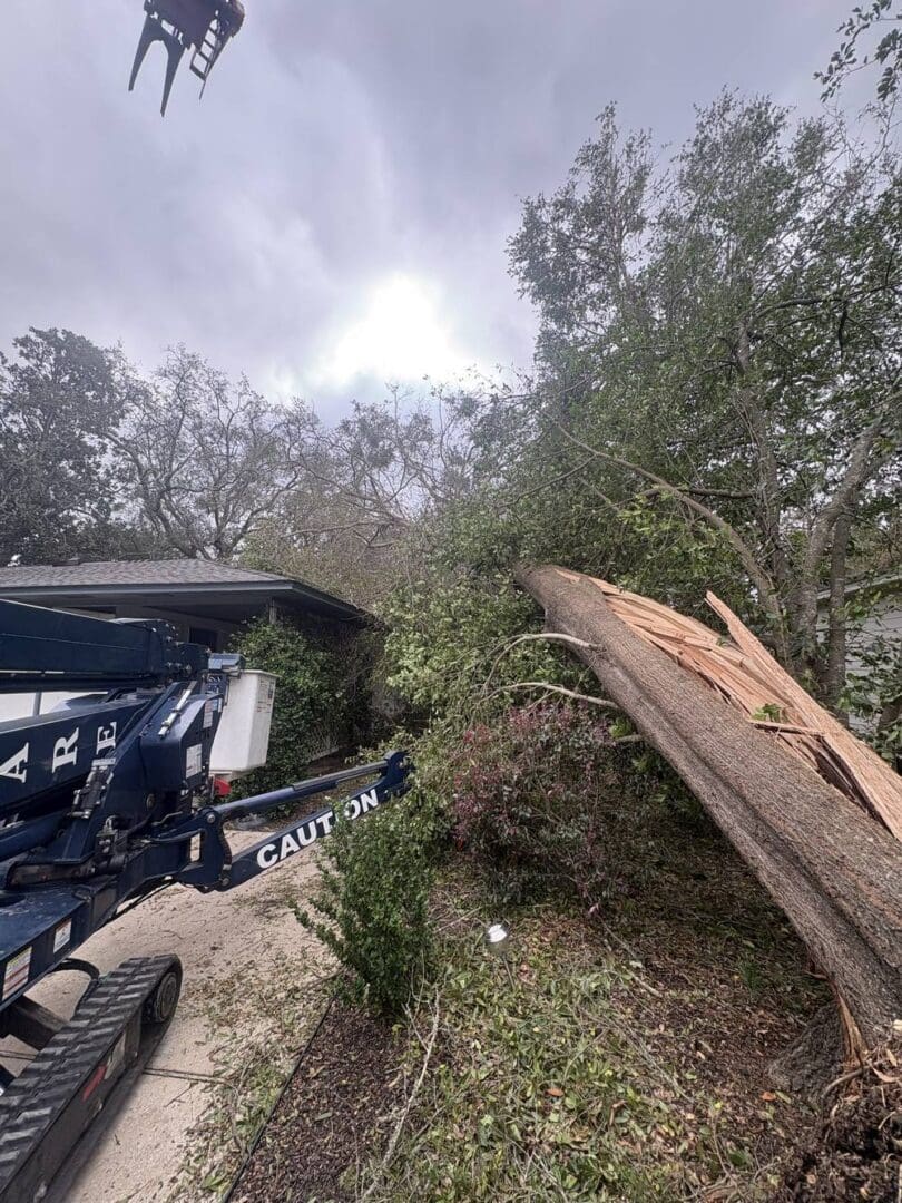 Uprooted tree from Hurricane Isaias in Pensacola residential yard